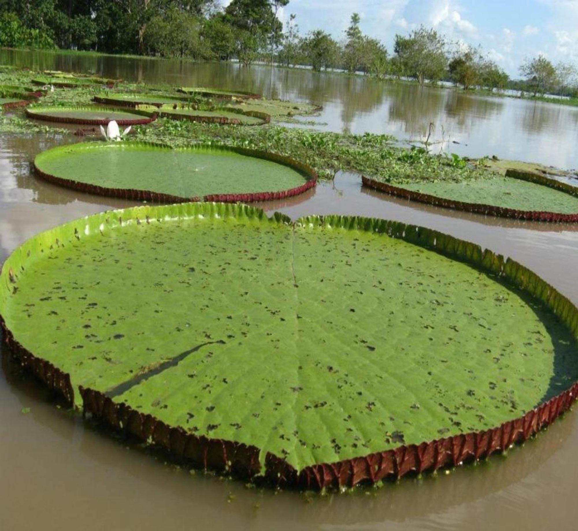 Cabana Flotante Kurupira เลติเซีย ภายนอก รูปภาพ